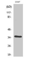 VEGF-D Polyclonal Antibody