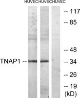 TNF-IP 1 Polyclonal Antibody