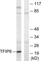 TNF-IP 8 Polyclonal Antibody