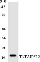 TNF-IP 8L2 Polyclonal Antibody