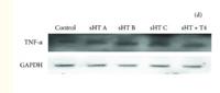 TNF-α Polyclonal Antibody