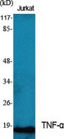 TNF-α Polyclonal Antibody