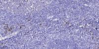 TNR8 Polyclonal Antibody