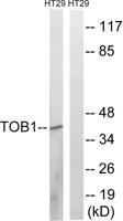 TOB1 Polyclonal Antibody