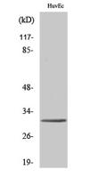 Tollip Polyclonal Antibody