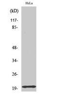 Tom20 Polyclonal Antibody