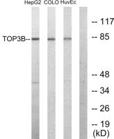 Topo IIIβ-1 Polyclonal Antibody