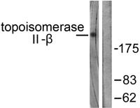 Topo IIβ Polyclonal Antibody