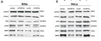 TP4A1 Polyclonal Antibody