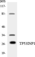 TP53INP1 Polyclonal Antibody