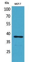 TPO Polyclonal Antibody