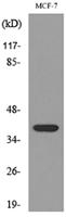 TPO Polyclonal Antibody