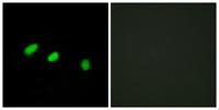 Tra-2α Polyclonal Antibody