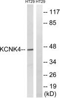 TRAAK Polyclonal Antibody