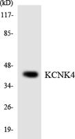 TRAAK Polyclonal Antibody