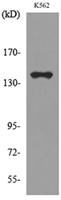 RFC1 Polyclonal Antibody