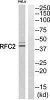 RFC2 Polyclonal Antibody