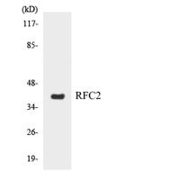 RFC2 Polyclonal Antibody