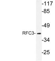 RFC3 Polyclonal Antibody