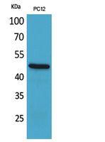 FOXP3 Polyclonal Antibody