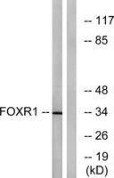 FoxR1 Polyclonal Antibody