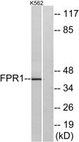 FPR1 Polyclonal Antibody