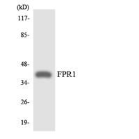 FPR1 Polyclonal Antibody