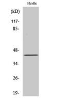 RFPL4A Polyclonal Antibody