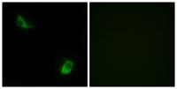 FPRL2 Polyclonal Antibody