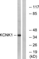 TWIK-1 Polyclonal Antibody
