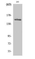 Tyk 2 Polyclonal Antibody