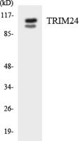 TIF1α Polyclonal Antibody