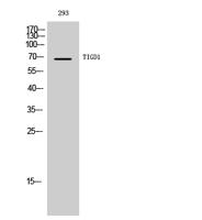 TIGD1 Polyclonal Antibody