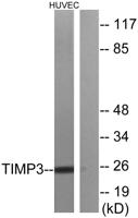 TIMP-3 Polyclonal Antibody