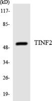 TIN2 Polyclonal Antibody