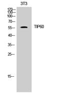 TIP60 Polyclonal Antibody