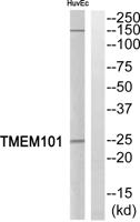 TMEM101 Polyclonal Antibody