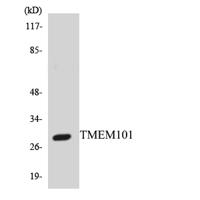 TMEM101 Polyclonal Antibody