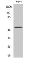 TMEM145 Polyclonal Antibody