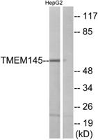 TMEM145 Polyclonal Antibody