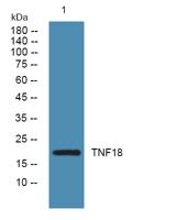 TNF18 Polyclonal Antibody