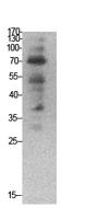 Ub Polyclonal Antibody