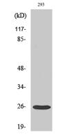 Tetraspanin-8 Polyclonal Antibody