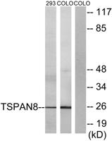 Tetraspanin-8 Polyclonal Antibody