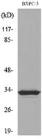 TF Polyclonal Antibody