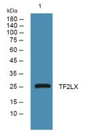 TF2LX Polyclonal Antibody