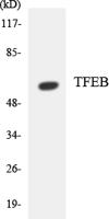 TFEB Polyclonal Antibody