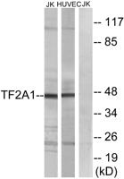 TFIIA-α Polyclonal Antibody