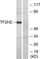 TFIIH p44 Polyclonal Antibody