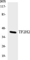 TFIIH p44 Polyclonal Antibody